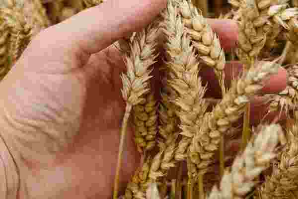 Unclear what challenges and opportunities lie ahead in grain trade