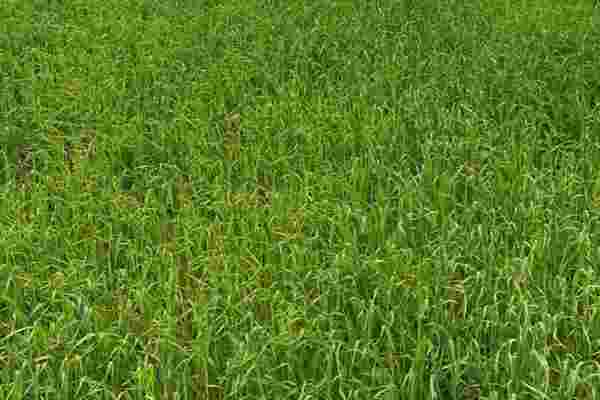Black oats and vetch: An alternative forage crop option