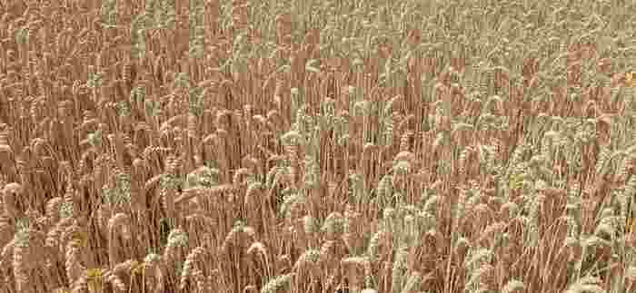 Wheat Jan 2021 3 1140X526