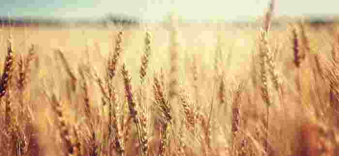 Wheat 2 1140X526