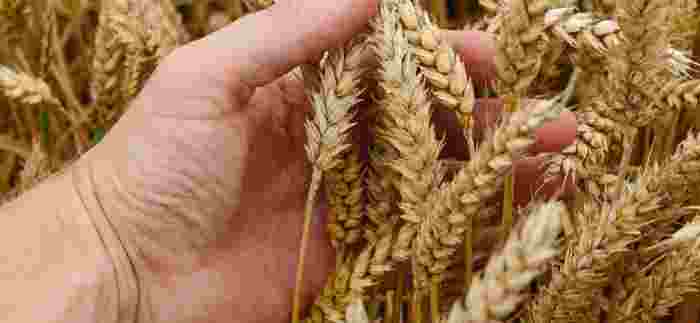 Wheat 3 1140X526